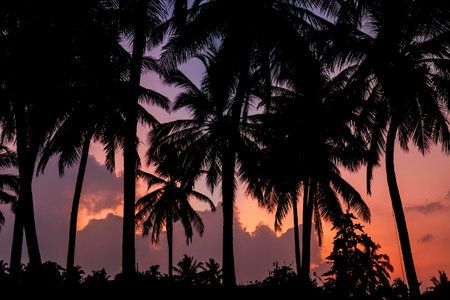 Silhouettes of palm trees against the backdrop of the sunsetの写真素材