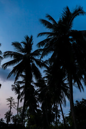 Silhouettes of palm trees against the backdrop of the sunsetの写真素材