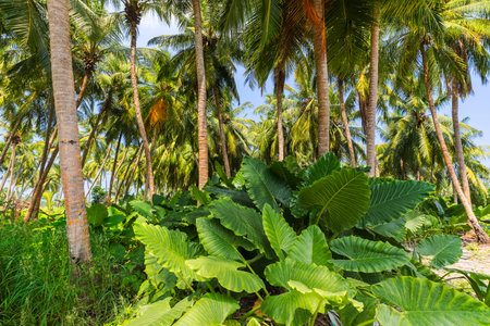 Palm trees and Alocasia thickets on the islandの写真素材