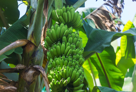 Growing bananas on a banana treeの写真素材