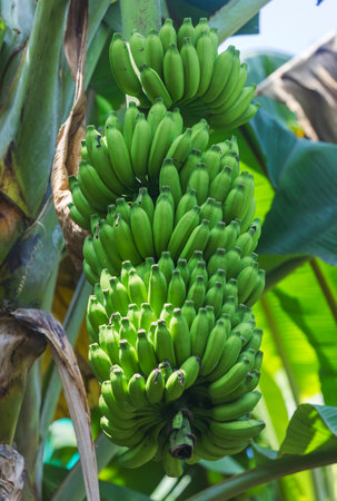 Growing bananas on a banana treeの写真素材