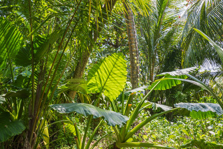 Palm trees and Alocasia thickets on the islandの写真素材