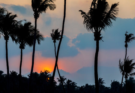 Silhouettes of palm trees against the backdrop of the sunsetの写真素材
