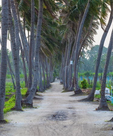 Palm alley on the island of Thoddoo in the Maldivesの写真素材