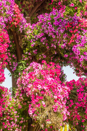 Dubai, UAE - February 05, 2025: Miracle Garden in Dubaiの写真素材
