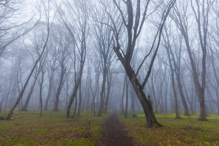 Morning fog in the spring forestの写真素材