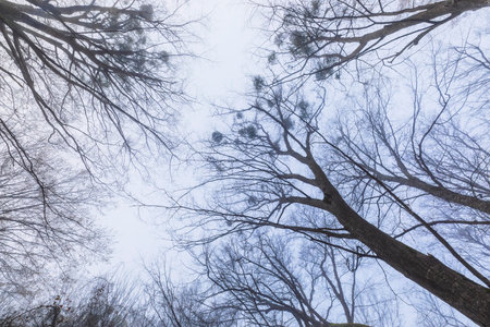 Morning fog in the spring forestの写真素材