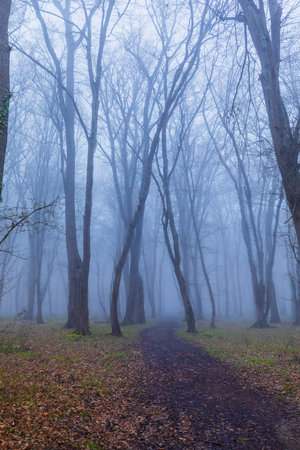 Morning fog in the spring forestの写真素材