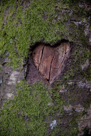 heart woodの写真素材