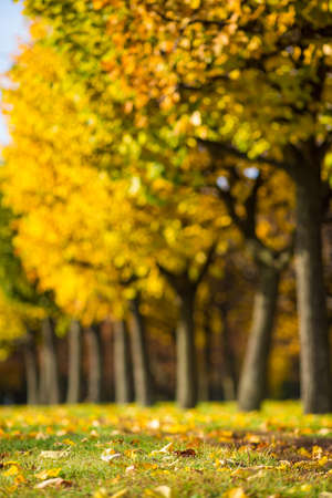 Sunny autumn alley of yellow and red trees in the park. Ideal background with shallow depth of fieldの写真素材