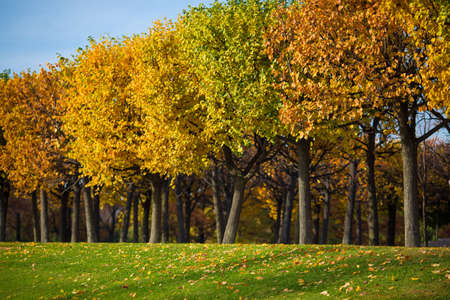 Sunny autumn alley of yellow and red trees in the park. Ideal background with shallow depth of fieldの写真素材