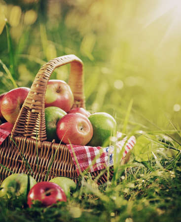 Rich organic apples in a sunlit basket outdoors. Autumn harvest of apples in a basket on a green grass in a sunny garden. の写真素材