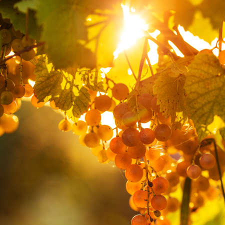 Ripe grapes on a vine with bright sun shining through the green grape leaves. Vineyard harvest...