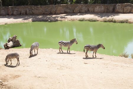 Zebras grazing in Lake Jerusalem Biblical Zooの写真素材