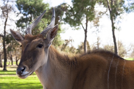 The common eland  Taurotragus oryx , also known as the southern eland or eland antelope, is a savannah and plains antelope found in East and Southern Africa  の写真素材