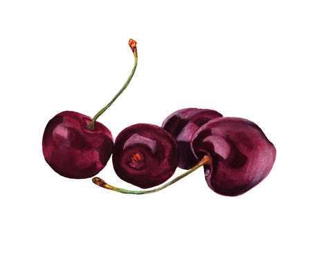 4 watercolor painted cherries on a white backgroundの写真素材
