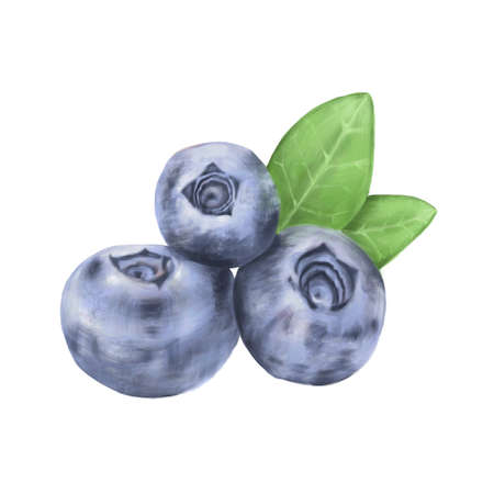 Realistic illustration of blueberry or bilberry with leaves isolated on white background. Hand-drawn by computer graphics. To create designs for food, yoghurt, food additives, cosmetics, care productsの写真素材