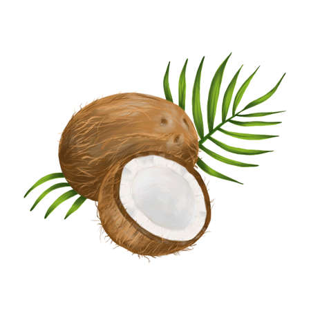 Realistic illustration of coconut with half and tropical leaves isolated on white background. Drawn by hand. To create designs for cosmetics, skin and hair care products, coconut milk and other productsの写真素材