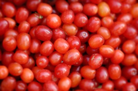 Cornelian Cherry - European Cornel fruits - Cornus mas species of dogwood. Eastern Europe, Ukraine.の写真素材