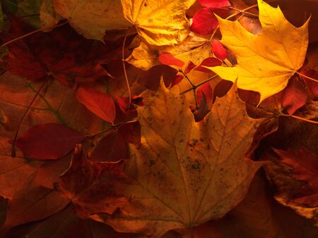 Colorful fallen autumn leaves on the groundの写真素材