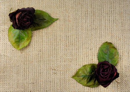 Pattern of red wilted roses dried flowers on burlap fabric backgroundの写真素材