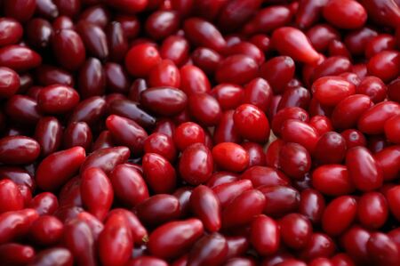 Cornelian Cherry - European Cornel fruits - Cornus mas species of dogwood. Eastern Europe, Ukraine.の写真素材