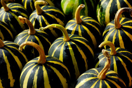 Green-yellow small stripy gourds close-up backgroundの写真素材