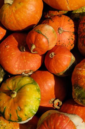 Gourds and pumpkins close-up backgroundの写真素材