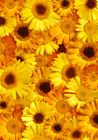 Beautiful orange-yellow floral background made from wild daisy flowersの写真素材