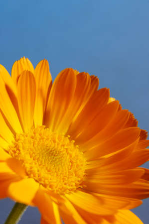 Beautiful orange daisy Gerbera flower close-up Isolated on blue backgroundの写真素材