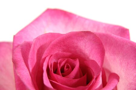 Beautiful pink rose closeup of a flower Isolated on white backgroundの写真素材