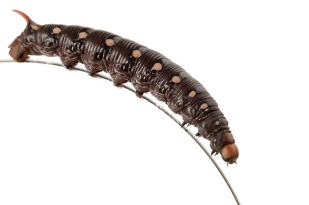 Big black caterpillar on the edge of a compact disk isolated macro on white backgroundの写真素材