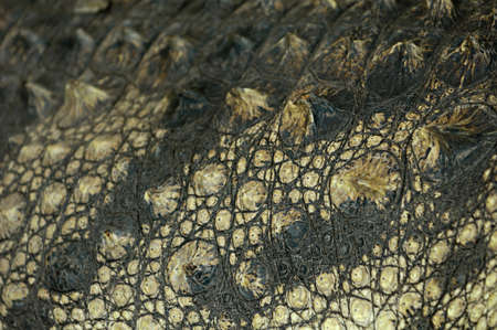 Close-up of crocodile skin abstract organic texture background