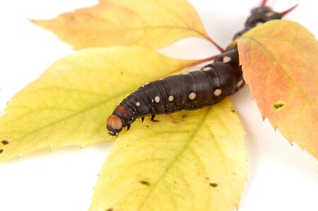 Big black caterpillar on yellow fall tree leavesの写真素材
