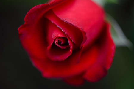 Beautiful redの写真素材