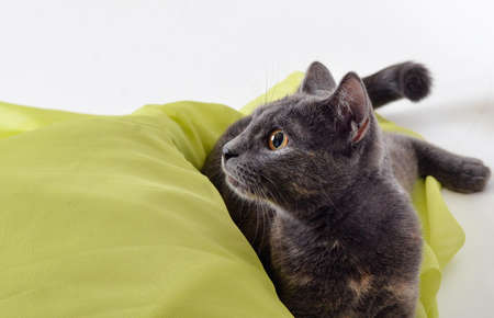 A cat studio lifeの写真素材