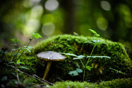 Green fairy-taleの写真素材