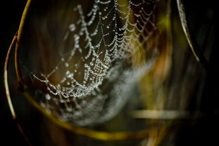 Spider-web little worldの写真素材