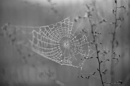 A better world,  a spider-webの写真素材
