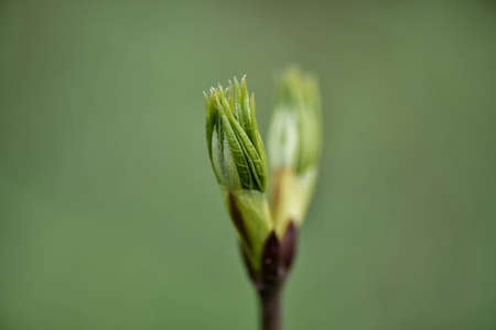 Spring definitionの写真素材