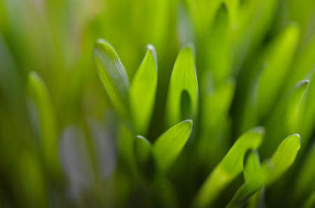 Fresh greenの写真素材