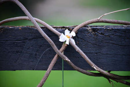 Lost daffodilの写真素材