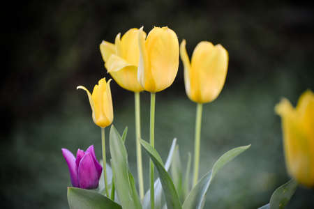 Tulipsの写真素材