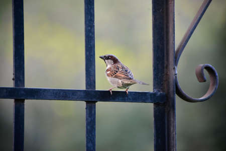 Sparrowの写真素材