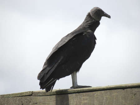 Vulture standing on wooden fence at Aparados Sierra National Park / Brazil.