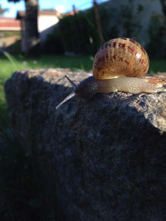 A snail on a sunny stoneの素材