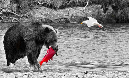 A voracious giant brown bear with a salmon in its mouth and a seagull flying in a river in the Katmai peninsula. Wildlife in the Alaskan territory during summer. Black and Whiteの写真素材