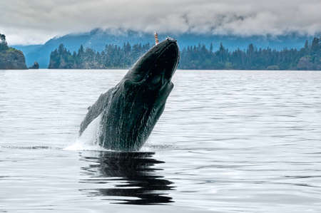 A big whale breaching in the Alaskan ocean near Seward with water splash in a grey cloudy day of summerの写真素材