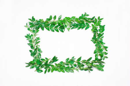 Frame of green leaves on a white background. View from aboveの写真素材