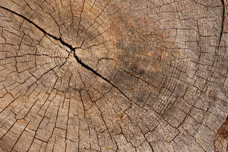 wooden texture background.Cross section of the tree